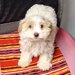 Bichon Maltese